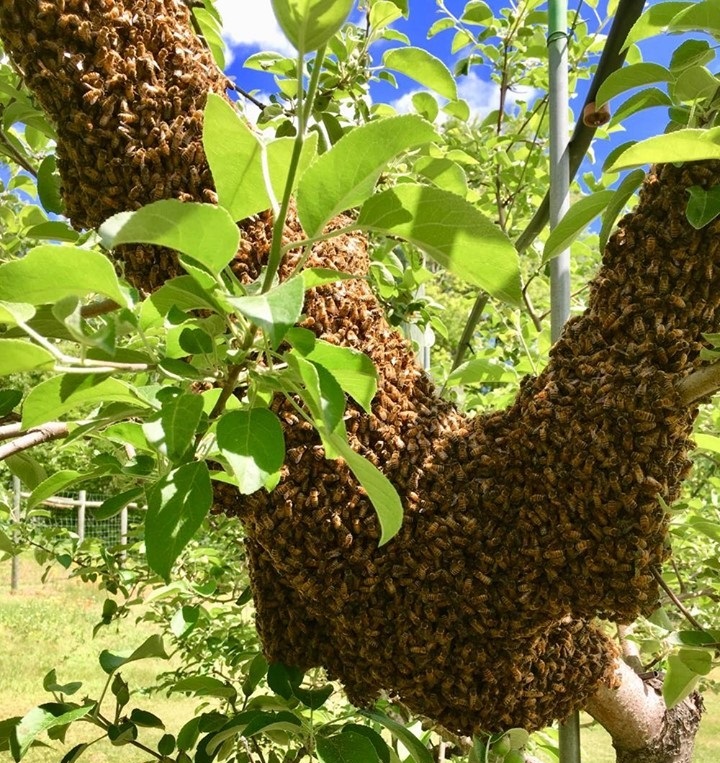 Bee Swarm Promo Codes