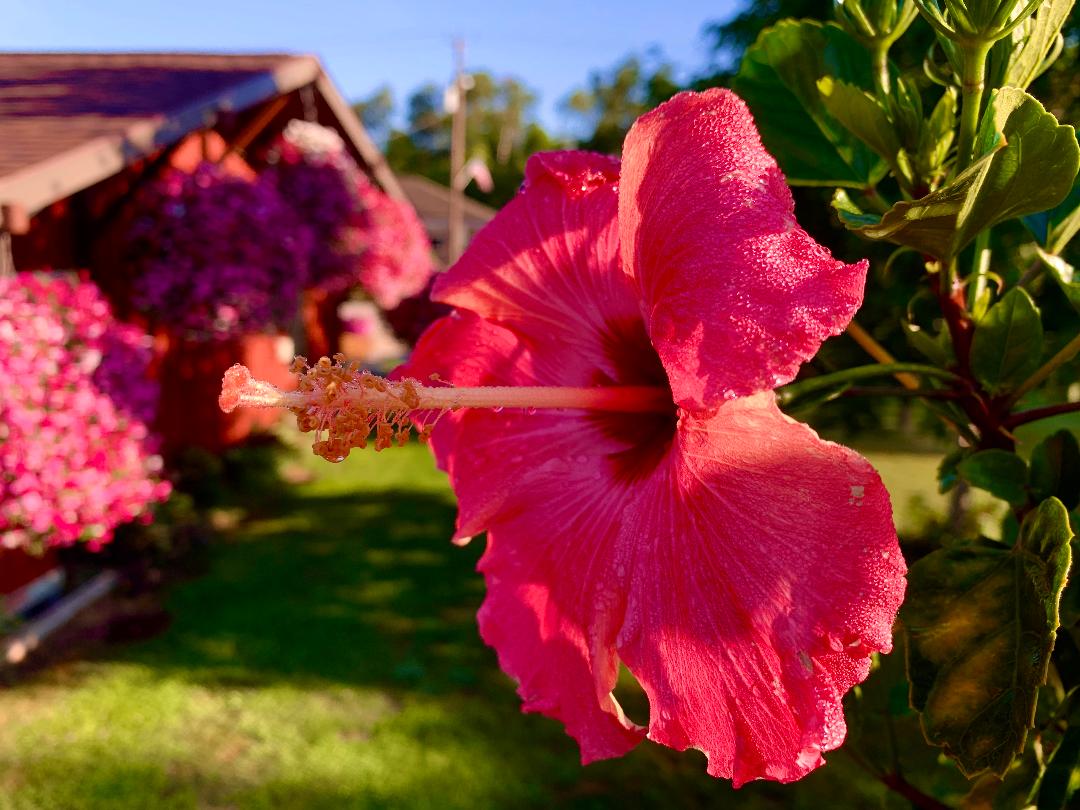 a hibiscus shrubs in yard