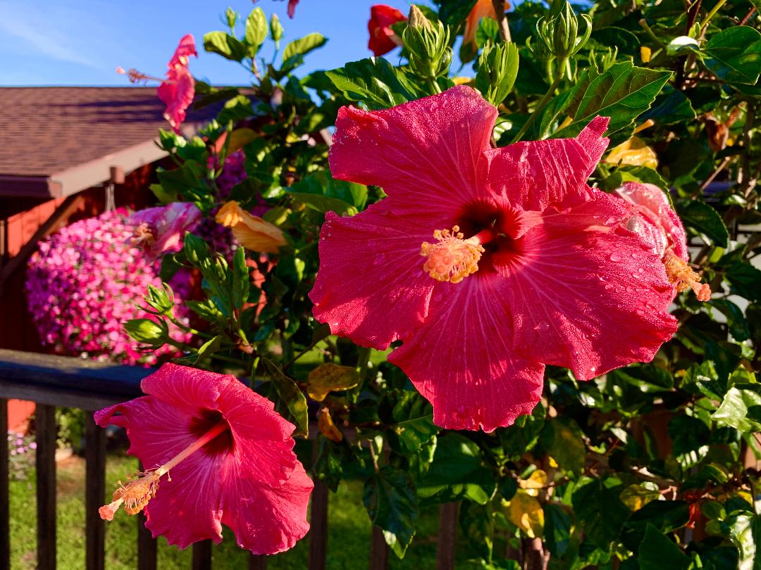 a hibiscus shrubs in yard