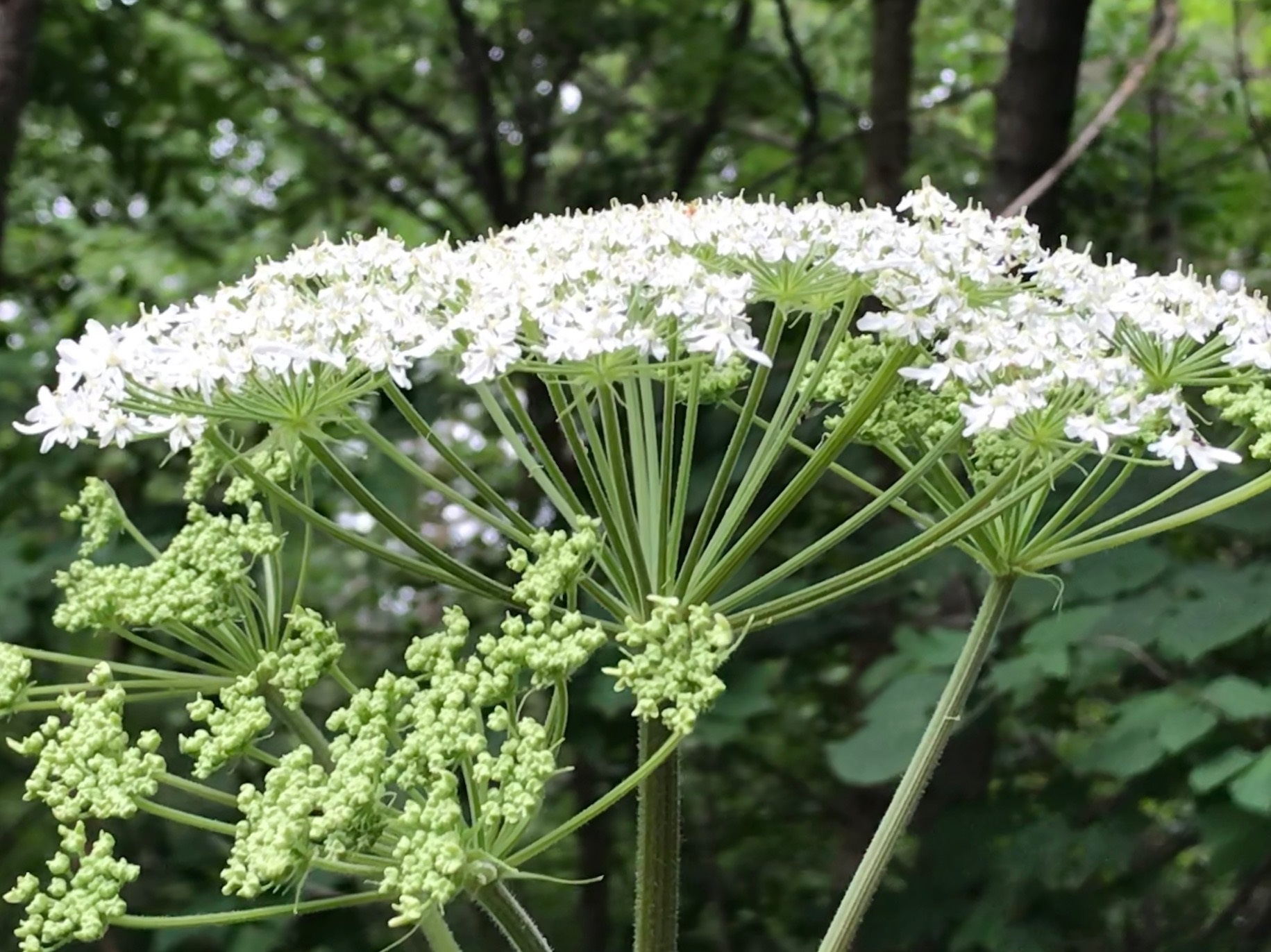 Giant Hogweed vs. Queen Anne's Lace - A-Z Animals