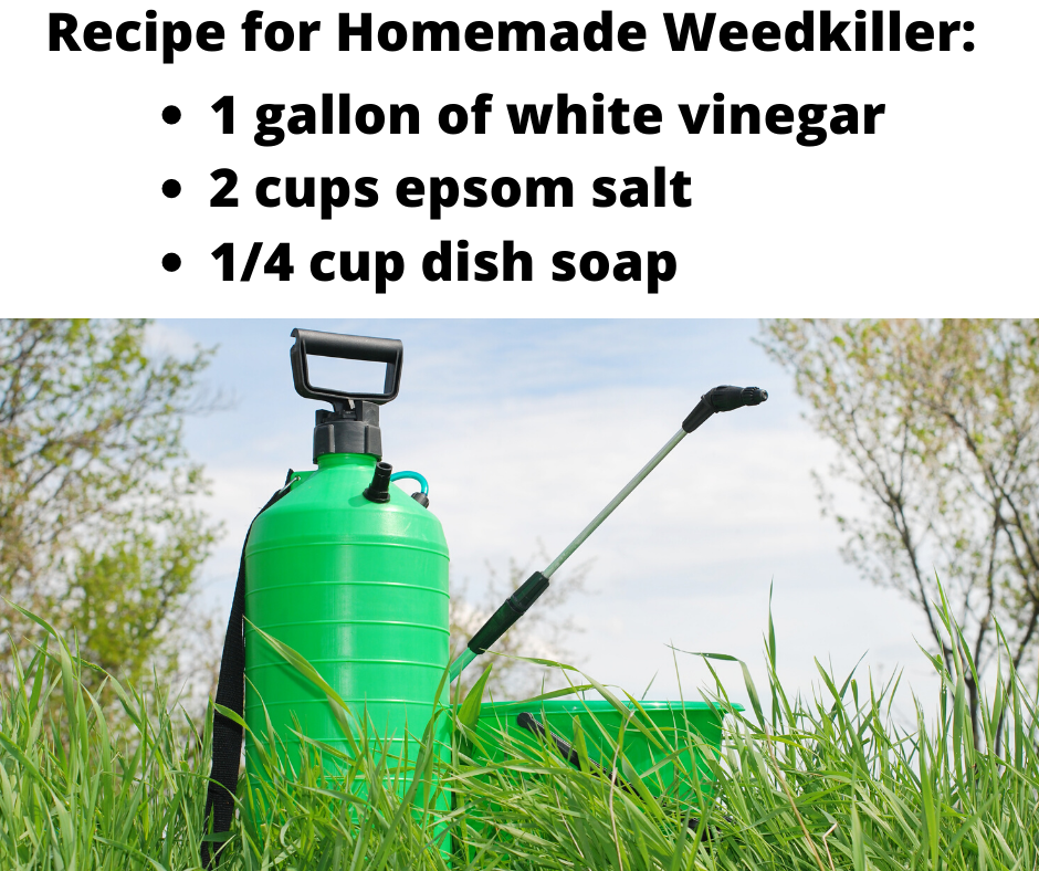 Vinegar Based Weed Killer Recipe With Epsom Salt