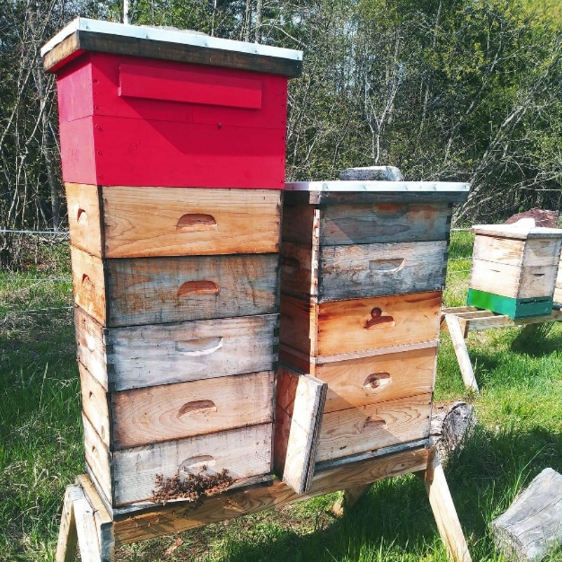 Bee Hives The Langstroth Hive Beat Your Neighbor