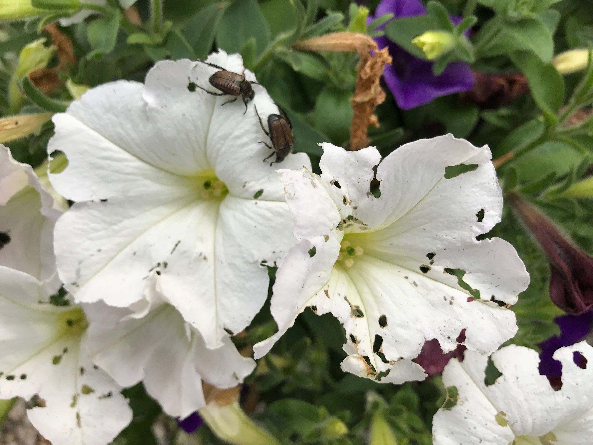 How To Get Rid Of Rose Chafers Beat Your Neighbor