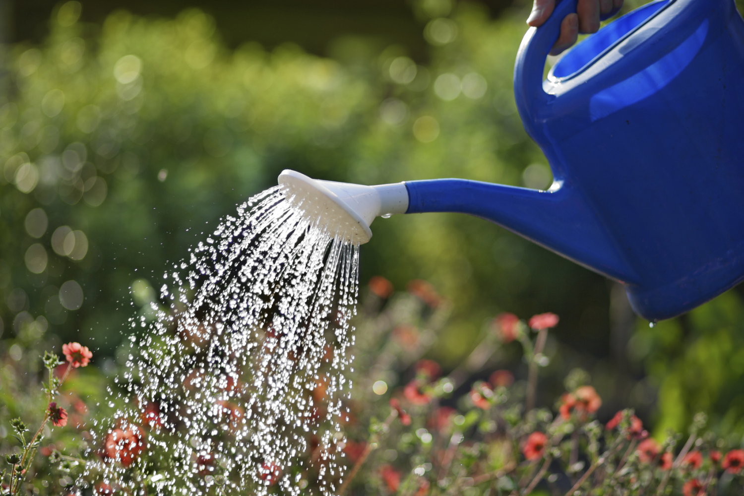 Plant Tips for Surviving the Summer Heat Beat Your Neighbor